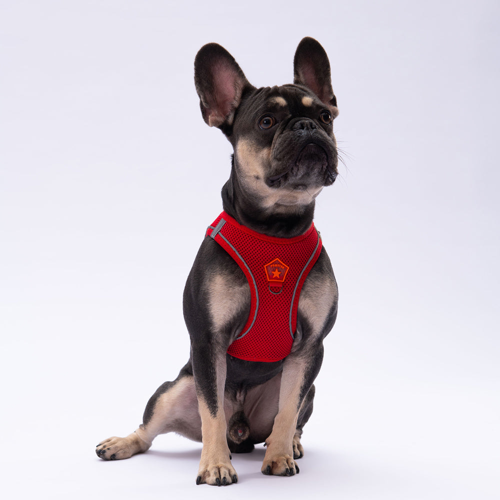 Pawstar Air-Mesh M - Mickey's Pets Store