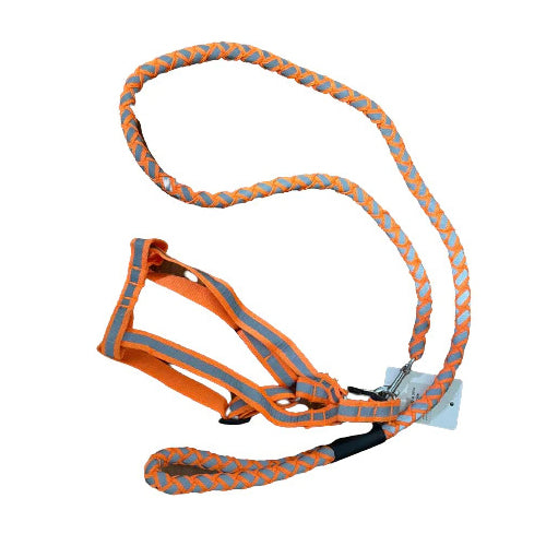 Phosphoric Cat Leash - Mickey's Pets Store